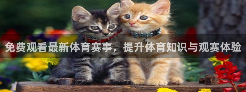 免费观看最新体育赛事，提升体育知识与观赛体验