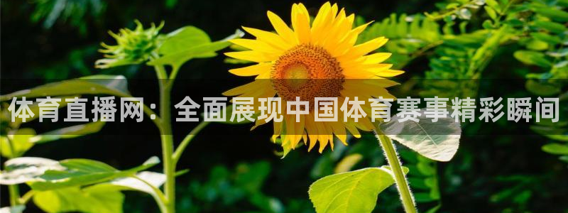 体育直播网：全面展现中国体育赛事精彩瞬间