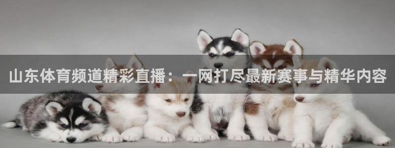 山东体育频道精彩直播：一网打尽最新赛事与精华内容
